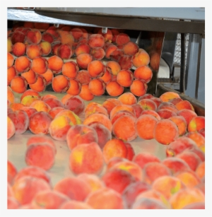 Fresh Blueberries - Clementine