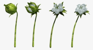 Free Png Cotton Png Images Transparent - Botany Transparent