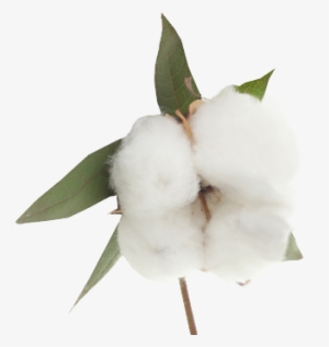 Cotton Png - White 100% Pure Soft Terry Cotton Multi Functional