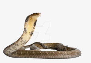 King Cobra Png Free Download - King Cobra Png