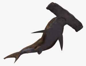 Pc Img, Background Jesus Castaneda - Hammerhead Shark No Background