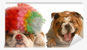 Bulldog Laughing At Another Dog Dressed Up With Clown - Party Time With Dogs