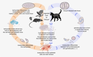 Friday Fellow - Ciclo De Toxoplasma Gondii