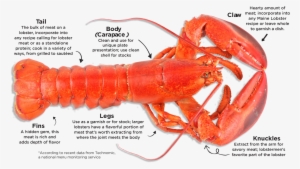 Maine Lobster - Lobster Carapace