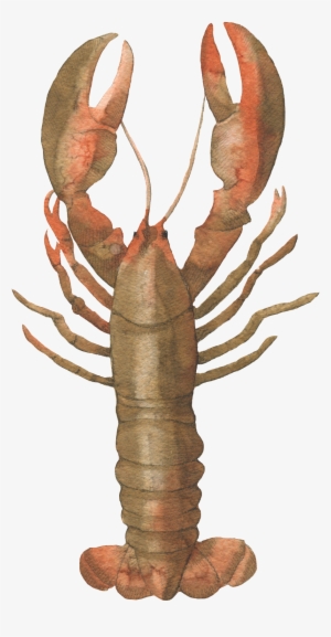 Este Gráficos É Brown Lobster Hand Painted Watercolor - Portable Network Graphics