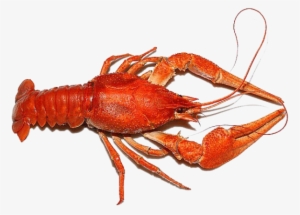 Lobster Png Free Download - Рак Пнг