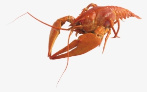 Visit - Crustaceos Png