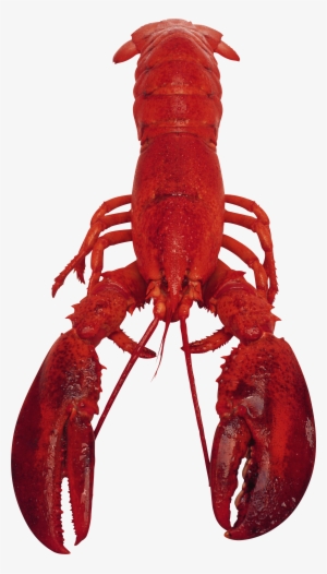 Lobster Png