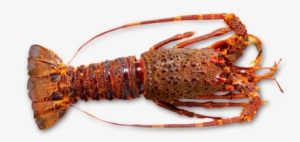 Raw Whole Rock Lobster By Sapmer - Homarus Gammarus