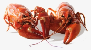 Is One Step Lighter Than Default While Still Providing - Kräftor Sverige