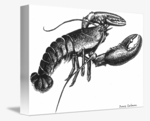 Lobster By Jcpaints - Lobster Ink Drawing