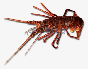 Western Rock Lobster - Lobster