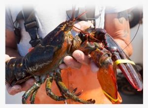 With An Extensive Vertically Integrated Network, Garbo - Main Lobster