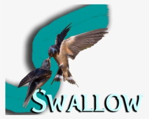 Swallow Media - Tenacious D