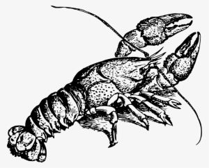Crawfish Vector Spiny Lobster - Crayfish Clipart