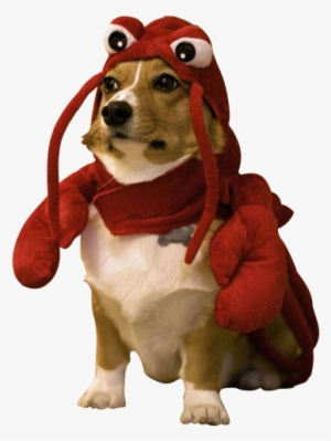 Image - Lobster Dog