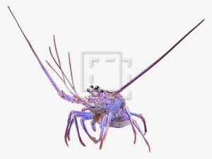 Spider Lobster - Spiny Lobster