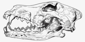 Wolf Skull Png Black And White Library - Wolf Skull Drawing