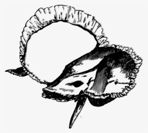 Skull Drawing Temporal Bone Human Skeleton - Human Temporal Bone Ear Bone