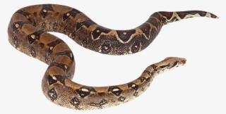 Snake Reptile Cobra Png - Serpientes De Agua Png