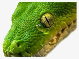 Snake PNG, Free HD Snake Transparent Image - PNGkit