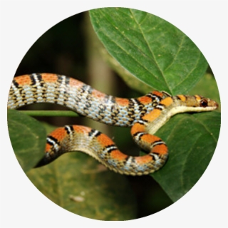 Twin-barred Tree Snake - Twin Barred Ular