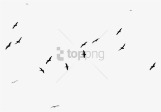 Free Png Large Black Birds Stock Png Image With Transparent - Flock