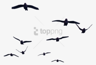 Free Png Birds For Photoshop Png Image With Transparent - Birds With Transparent Background