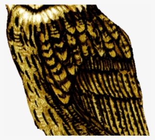 Barn Owl Clipart Clear Background - Great Horned Owl