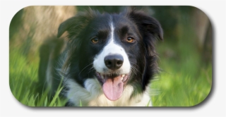 Did You Know That When Your Dog Nips At Your Heals - Border Collie