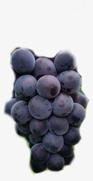 #uvas - Grape