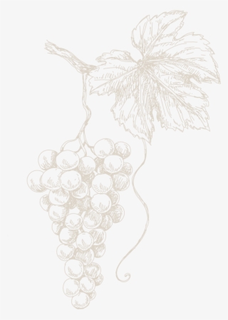 Technical Data Sheet - Sketch