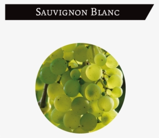 It Is A White Grape Cultivated In The North And East - Grape