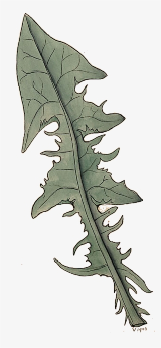 Bauhin, In His Pinax, Edition Of 1623, Enumerates Two - Sea Kale