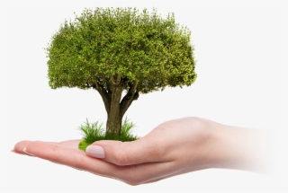 Pruning Of Large, Mature Trees Is Usually Limited To - Château De Saumur