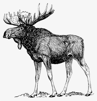 Moose Elk Reindeer Antlers Png Image - Moose Black And White Drawing
