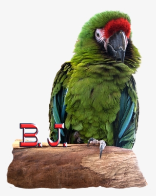 Click And Drag To Re-position The Image, If Desired - Macaw
