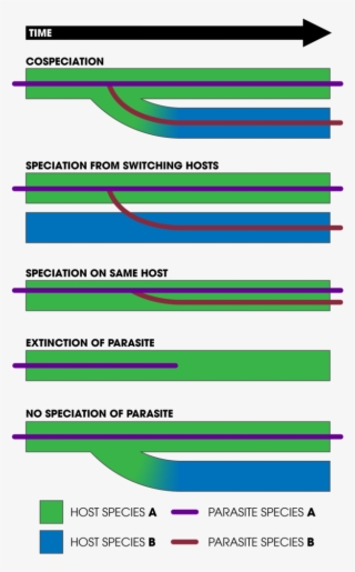 Cospeciation - Colorfulness