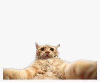 #funny #cat #catlover #cats #selfie - Джонни Кэтсвилл Png