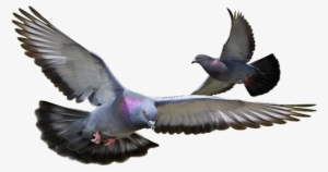 Control De Palomas - Pigeon Png