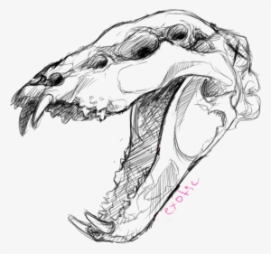Graphic Download Been Doin Some Anatomy - Drawing Of Dog Skull
