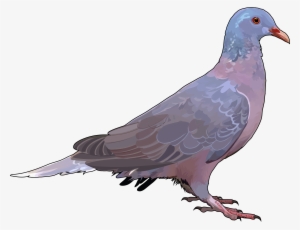 Paloma-rabiche - Paloma Rabiche Y Turque