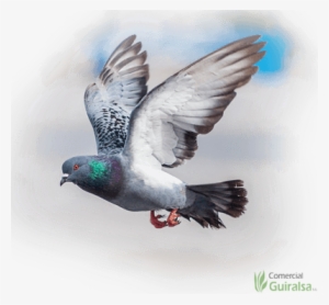 Pienso Para Palomas - Pigeon Eat