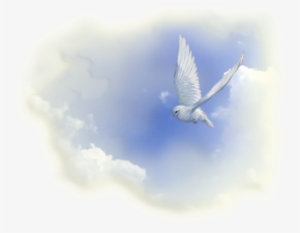 Deseamos De Corazón Darles La Bienvenida A Nuestro - Pigeons And Doves