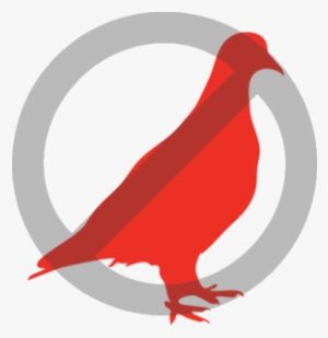 ¿en Qué Consiste El Tratamiento Anti Palomas - Disinfections San Fermin