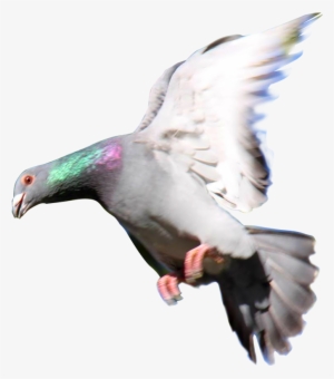 Related Wallpapers - Palomas Mensajeras Png