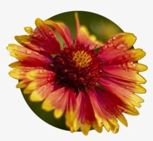 Red And Yellow Daisy At Bosky Dell Natives In West - Bosky Dell Natives