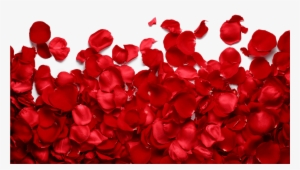 Transparent Background Rose Petal Png