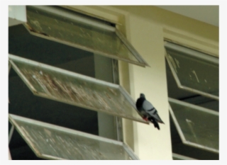 En La Escuela Hay Palomas Y Golondrinas - School