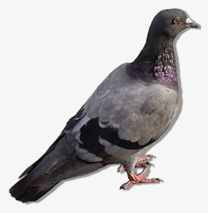 Control De Plagas De Palomas - Columba Livia